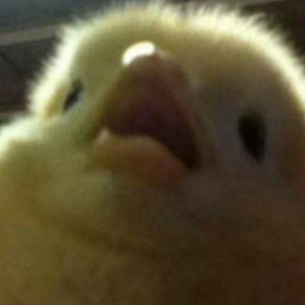 Meet your Posher, Bria